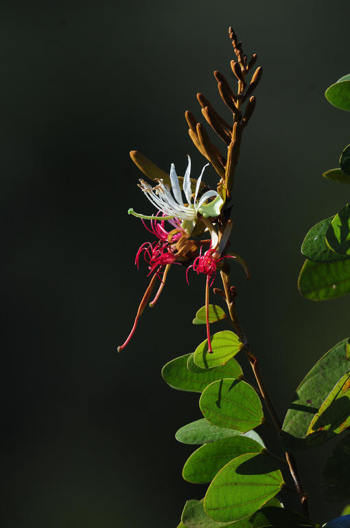 Pousada Do Parque Chapada dos Guimarães Esterno foto